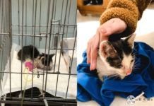 虛弱小貓倒在家門 她沒養過貓救起暖喊:活下來就養!