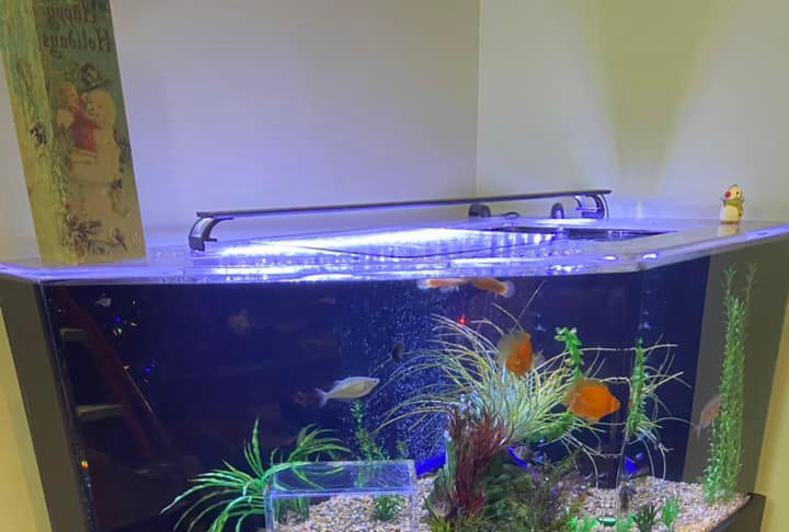 喵皇最愛看魚魚!奴才為牠訂製「專屬賞魚魚缸」 牠360度超沈迷:像水底世界~