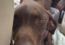 皮包骨狗狗困高速公路! 獲救隔日重逢恩人「秒獻大擁抱」:如果當初沒有你…