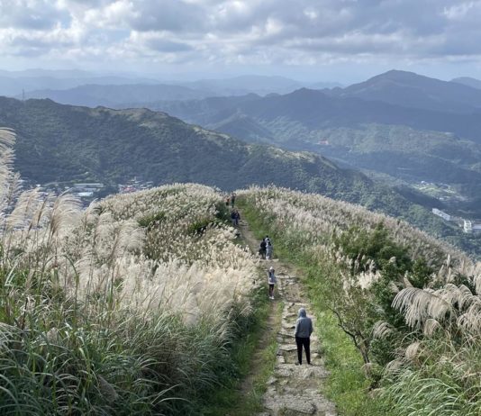 11月芒花季熱力綻放 九份山城變身銀白仙境
